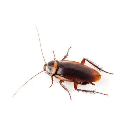 Flying Roach — screenshot 1