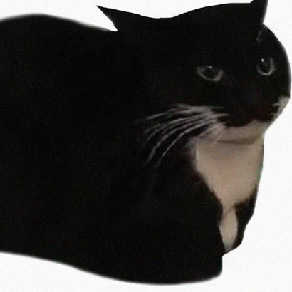 MAXWELL DA CAT