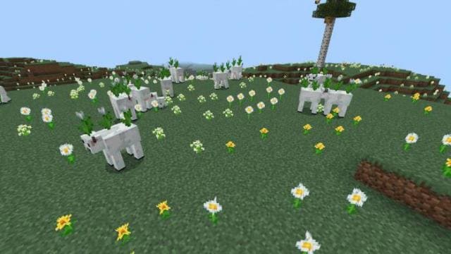 MOOblooms