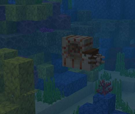Not So Big Nautilus