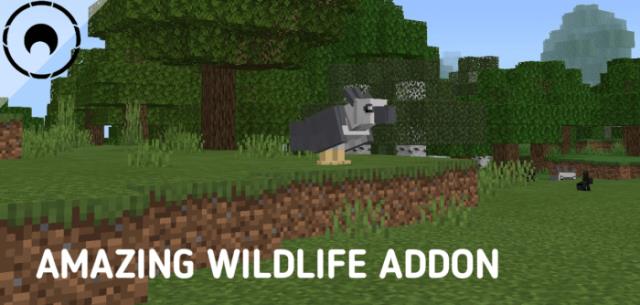 Amazing Wildlife