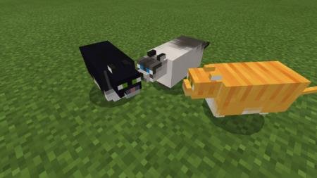 Fat Cats