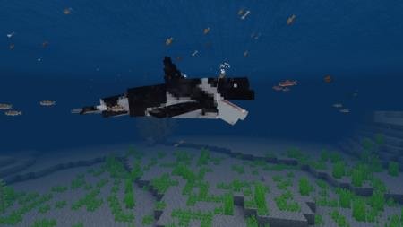 Orca / Killer Whale