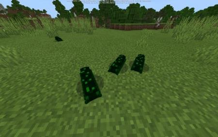 Insects