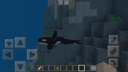 Dolphins
