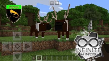 Reindeer