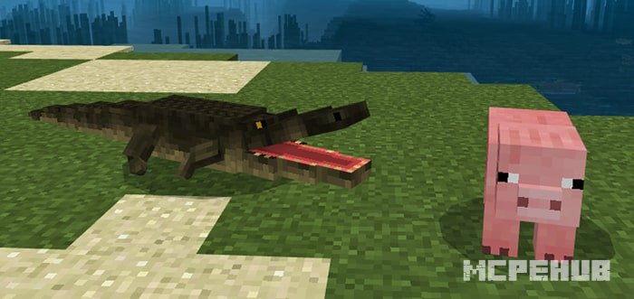 Alligator