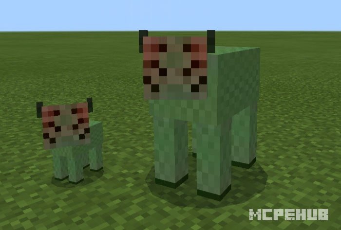 Cow Plus