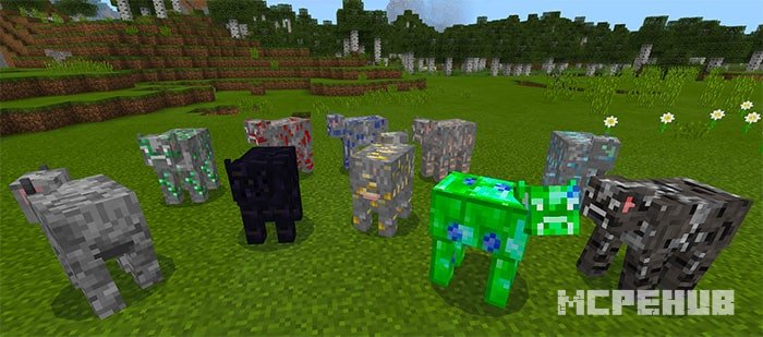 More Cows