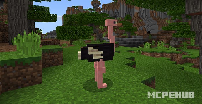 Ostrich