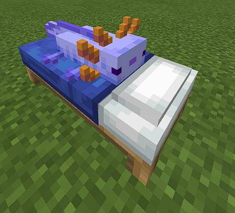 Axolotl Beds Textures