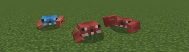 Cute Crabs