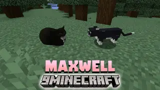 Maxwell Data Pack (1.19.4, 1.19.2) – Maxwell The Cat In Minecraft!