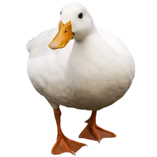 Duck Origin
