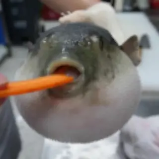 Choking Pufferfish