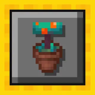 More Pots+