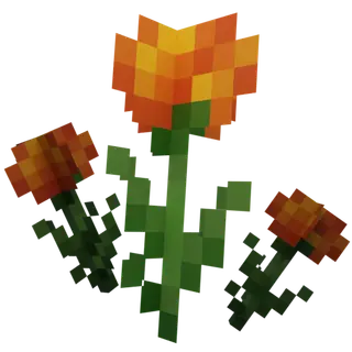 Marigold Flower!