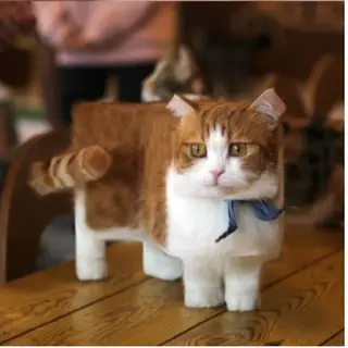 cool dogs and cats pack