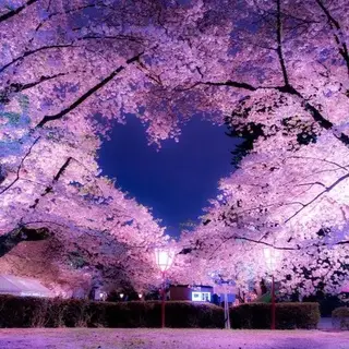 The Sakura SMP