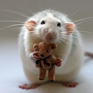 RattcoreRevived