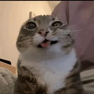 Da Gato