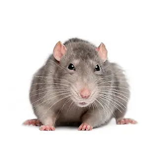 RATTcoreZombieSMP