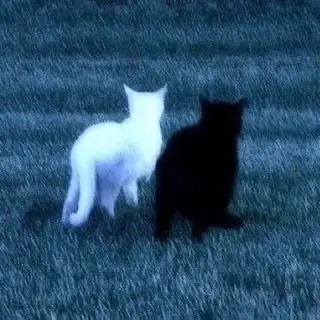 xXterrificXx