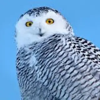 Owl Origin