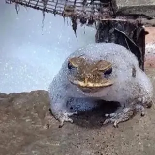 PurgatoryMC