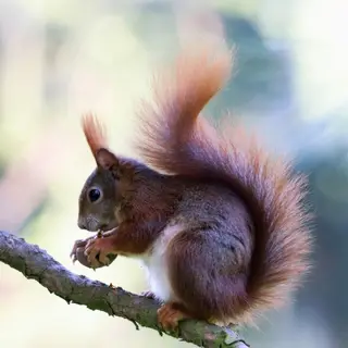 Picky Squirrel Origin