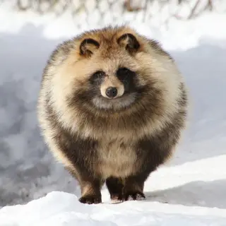 Raccoon Dog Orgin