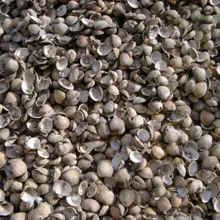 Seashell Crushing