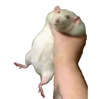 Fat Rat Totem of Undying