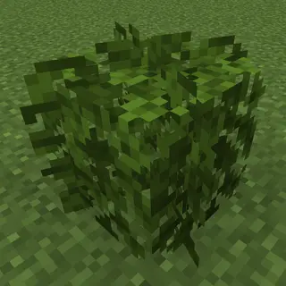 Better Leaves Bush  [ slightly rounded and not bulky ]