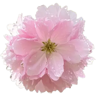 Realistic Cherry Blossom Fall Texture