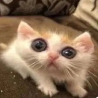 Bingus