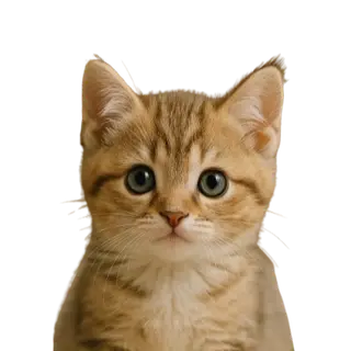 Cute Cat Totem