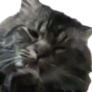 Waffle cat PVP item