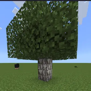 betterbirch