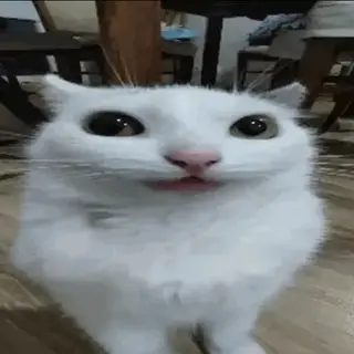 Cat Nextbot