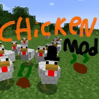 Chickens chickens chickens