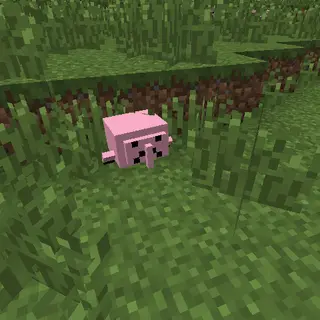 Blobfishes + more!!!