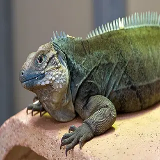 Iguana's zoo