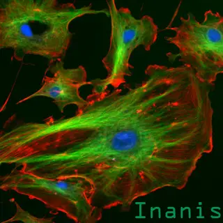 Inanis