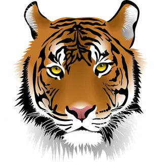 Tiger Kus'