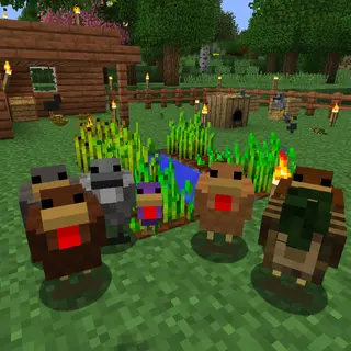 Chickensploration