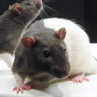 Ratpack Ignition