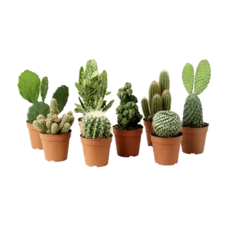 Mo'plants