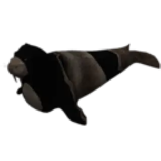 Walrus