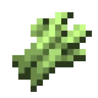 Bottom Sugar Cane Harvest